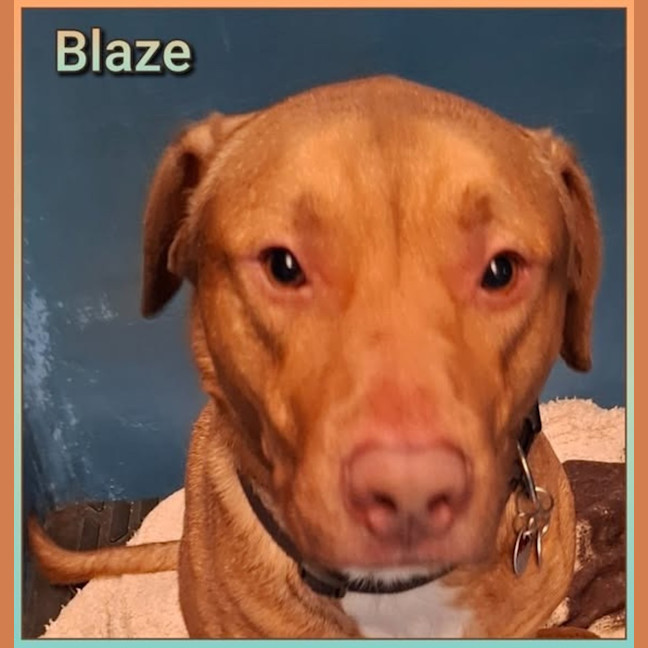 Photo of Blaze