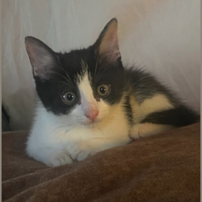 Photo of Felix