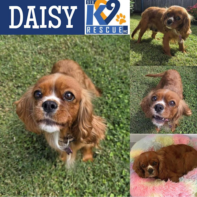 Photo of Daisy