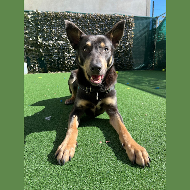 Photo of Sarge