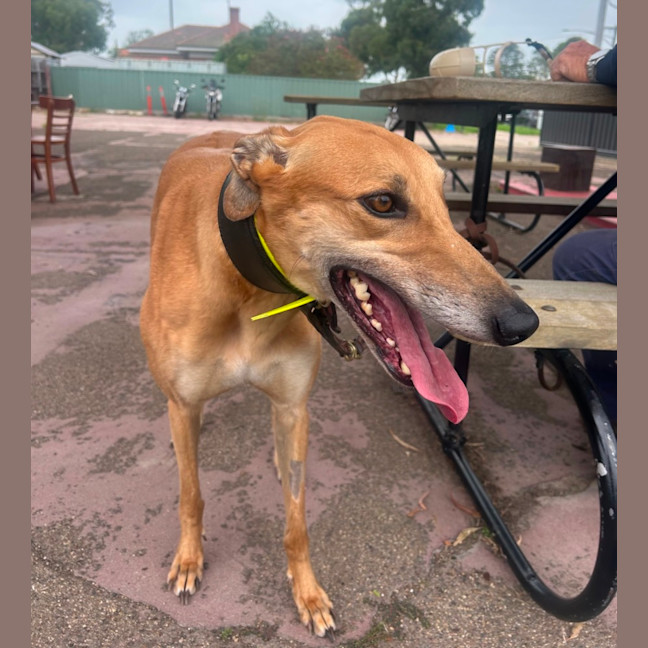Photo of Honey