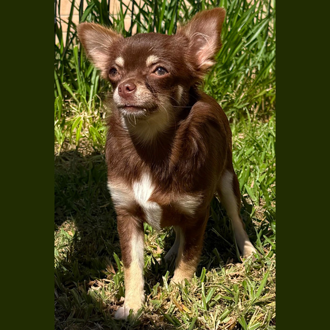 Photo of Cricket
