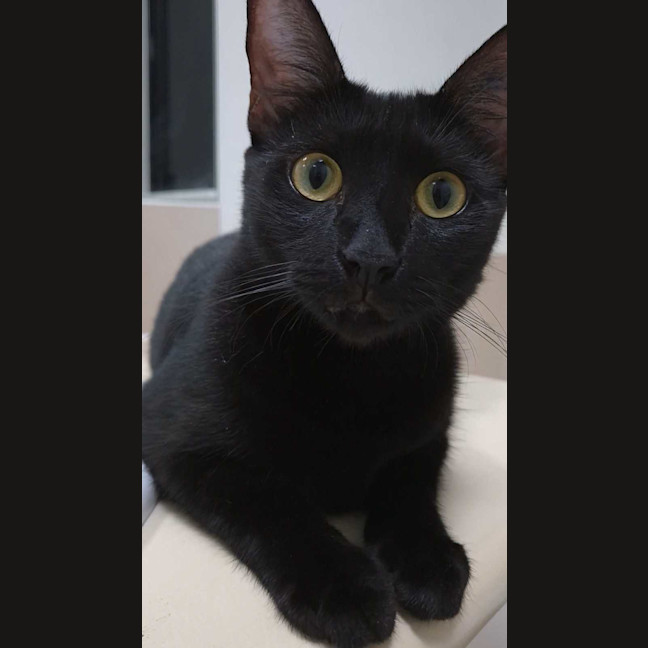 Photo of Anubis & Bastet