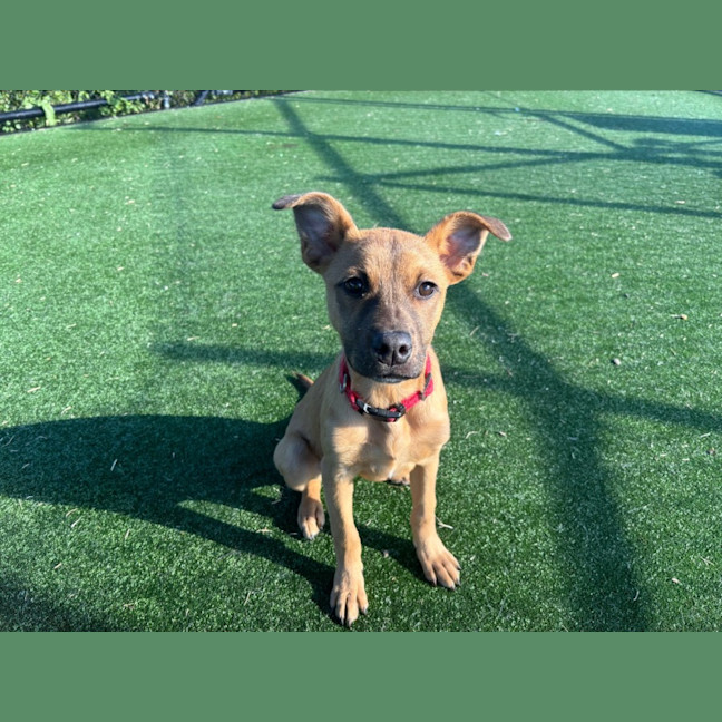 Photo of Jesse Imp 1125