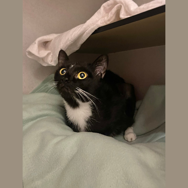 Photo of Misty