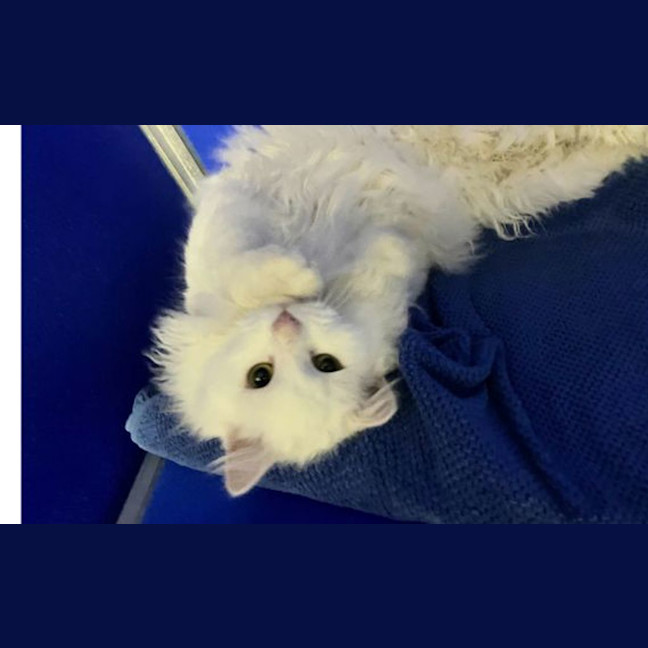 Photo of Nimbus