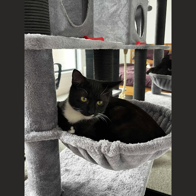 Photo of Max   In Foster Care In Reservoir