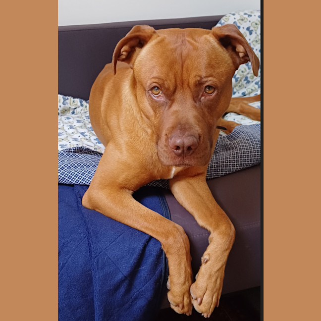 Photo of Boof   2 Year Old Mastiff X