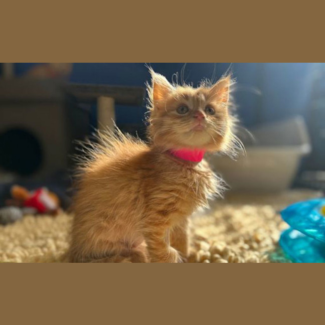 Photo of Ginny