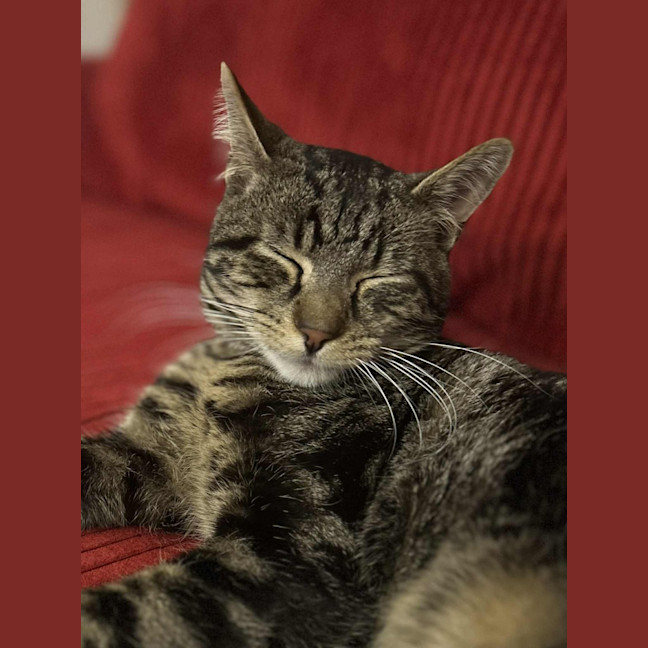 Photo of Max Purkinje