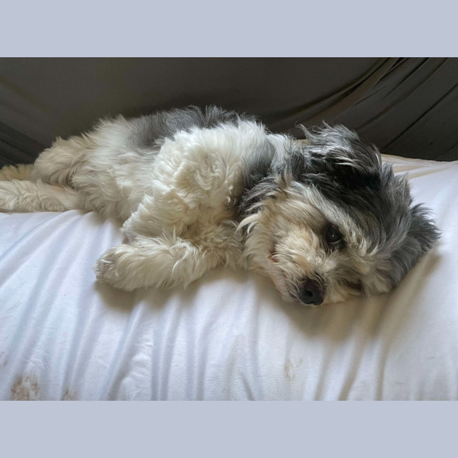 Photo of Chopper / Ziva