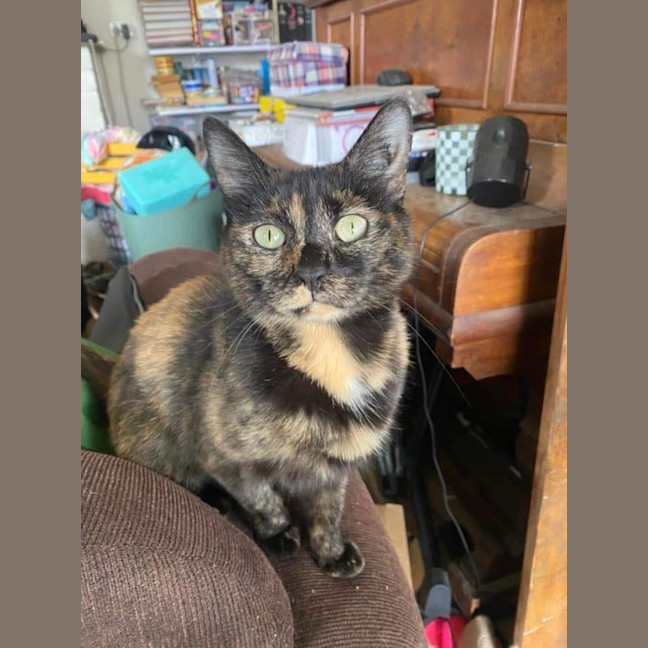 Photo of Ella *9 Lives Project Rescue*