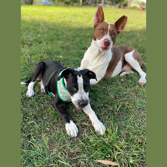 Photo of Nova