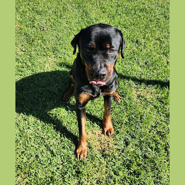 Photo of Luna
