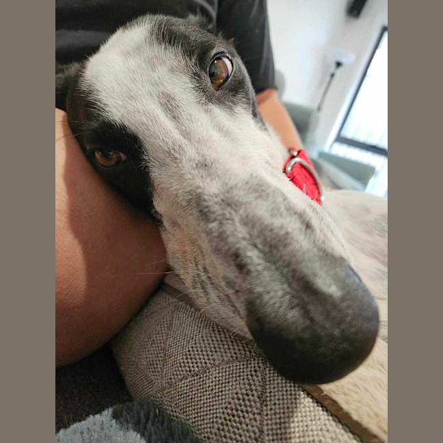 Photo of Harry, The Cat Tolerant Greyhound 