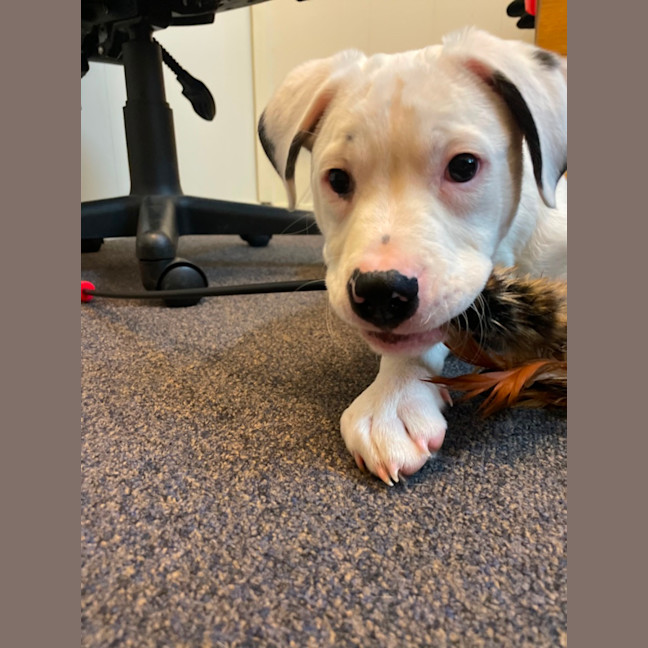 Photo of Chomps