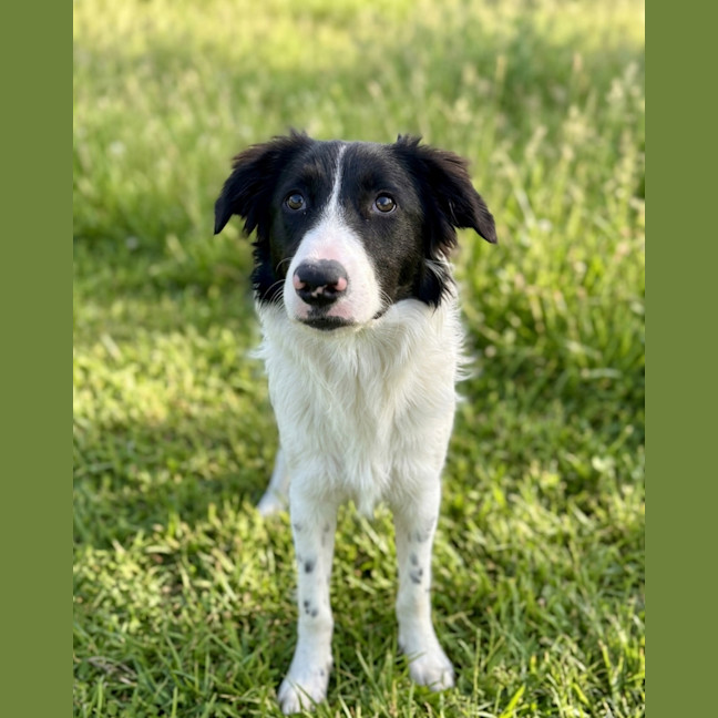 Photo of Hudson