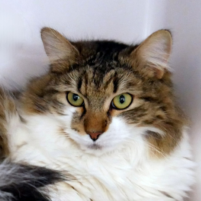 Photo of Smokey Rsua013899