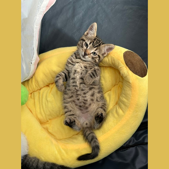 Photo of Sir Tobi The Magnificent