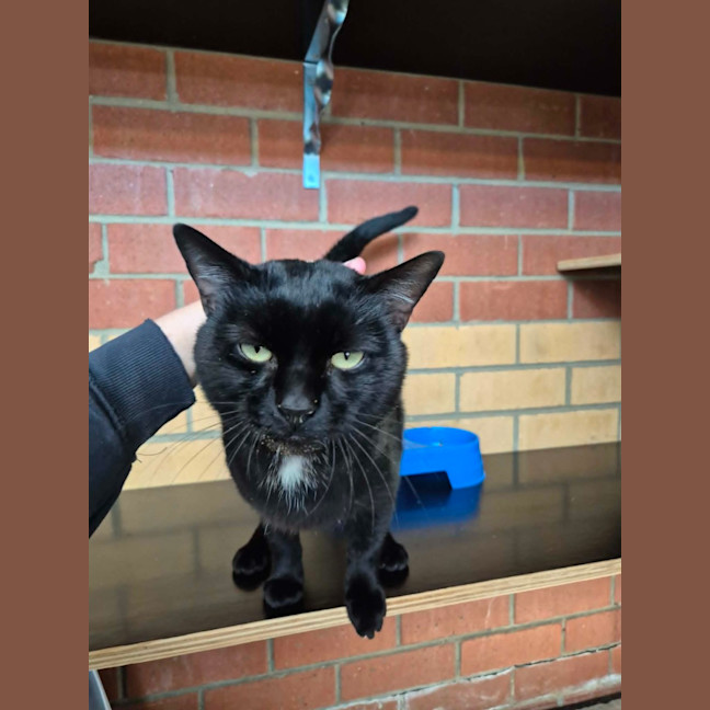 Photo of Batman! 🦇