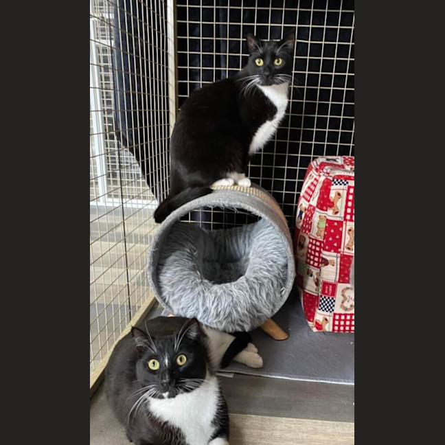 Photo of Stripe And Bandit   Located In Croydon