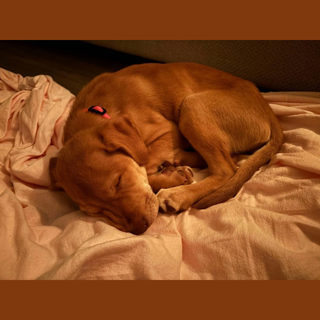 Photo of Maple