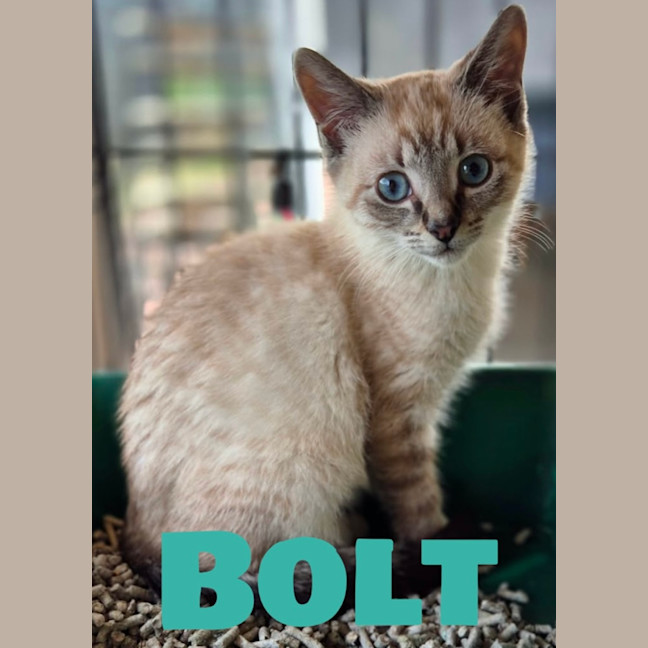 Photo of Bolt
