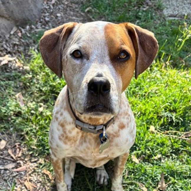 Photo of Kahlua *$250 Adoption Fee*