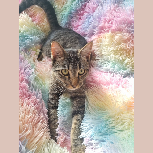 Photo of Buddy (Stripes) 