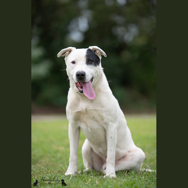 Photo of Pirate