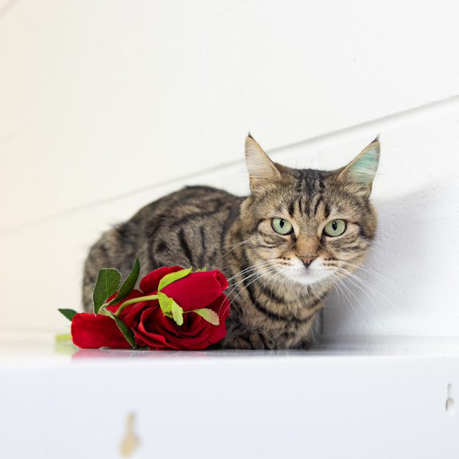 Photo of Munchkin