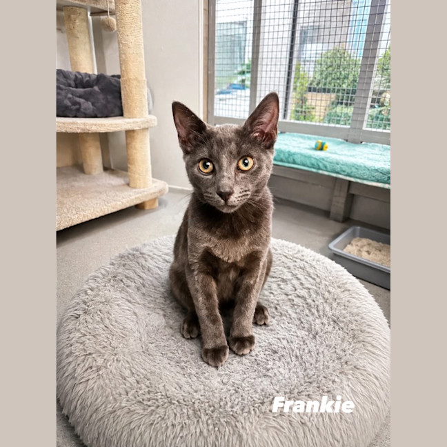 Photo of Frankie