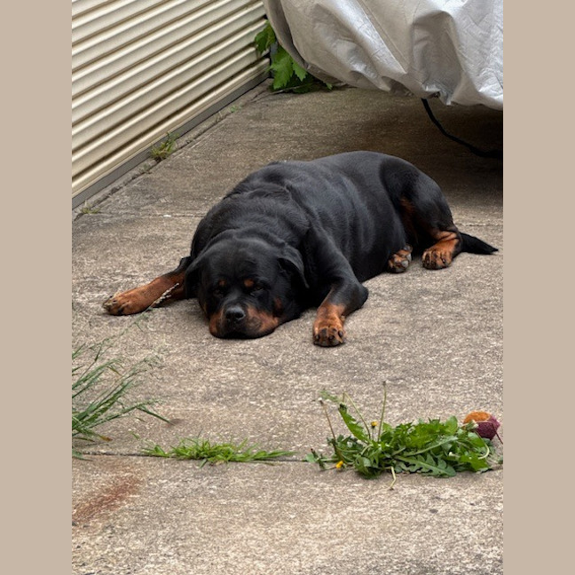 Photo of Bruno