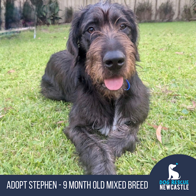 Photo of Stephen   9 Month Old Mixed Breed