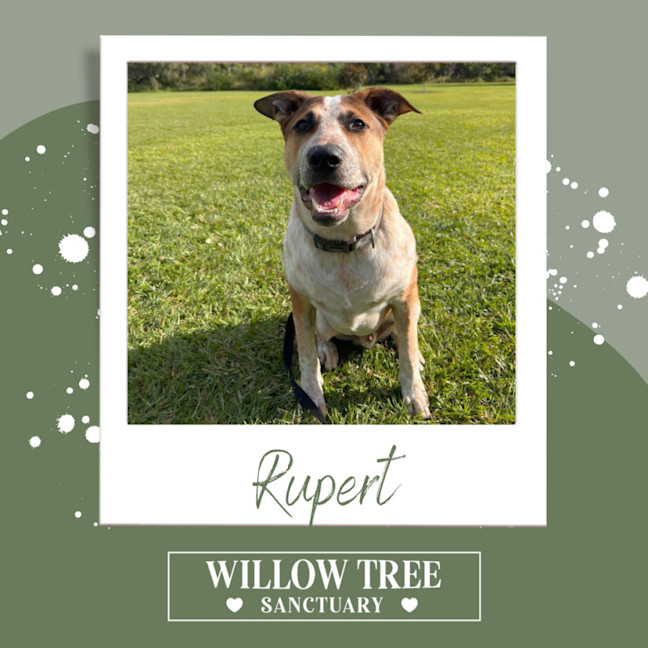 Photo of Rupert