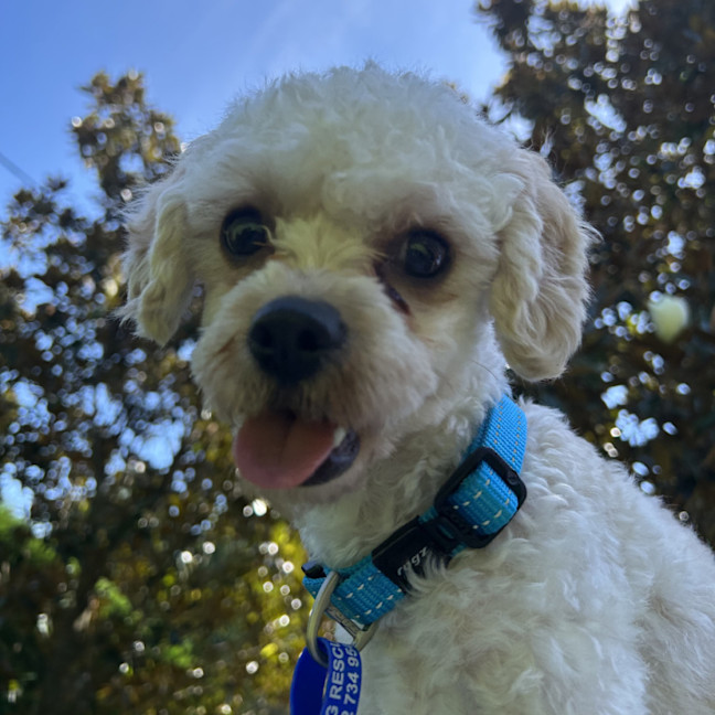 Photo of Cruiser   1 Year Old Cavoodle X