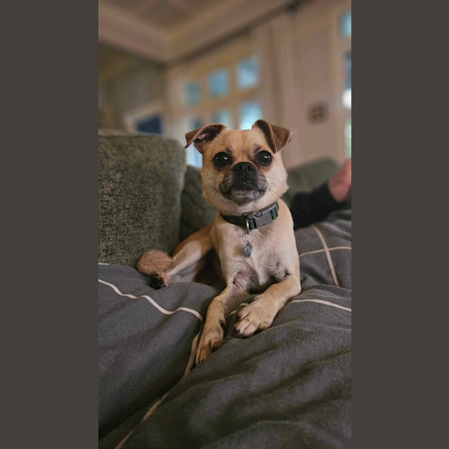 Photo of Bailey