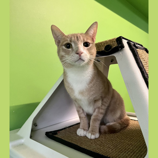 Photo of Howie (Bonded To Coco)