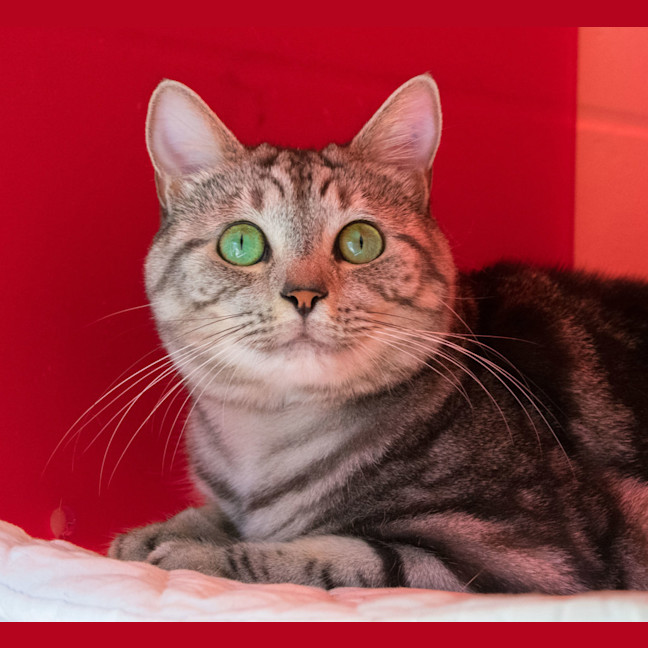 Photo of Tilly (Tigerlily)