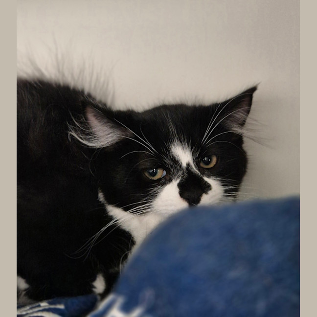 Photo of Clementine