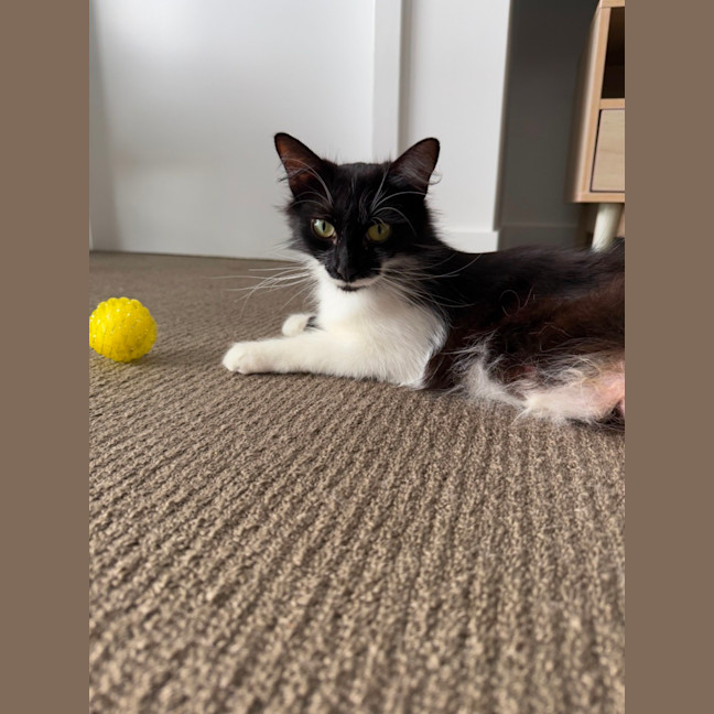 Photo of Polly