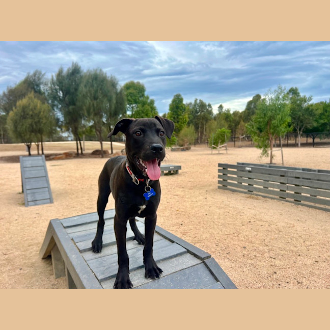 Photo of Koda 
