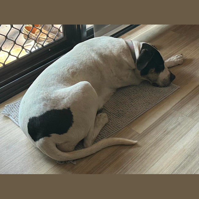 Photo of Lola   6 Year Old Great Dane