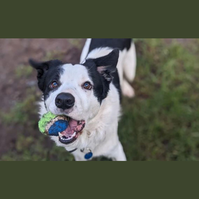 Photo of Ollie