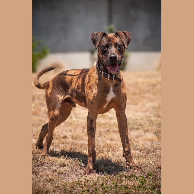 Photo of Enzo