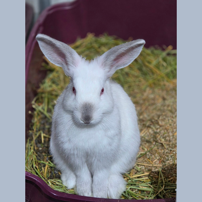 Photo of Hiccups