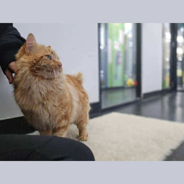 Photo of Comet
