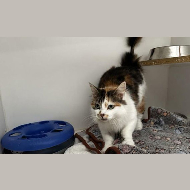 Photo of Patches