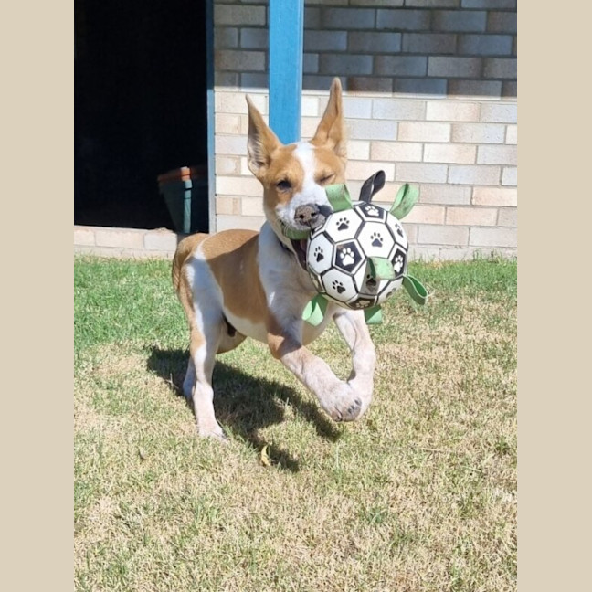 Photo of Rusty
