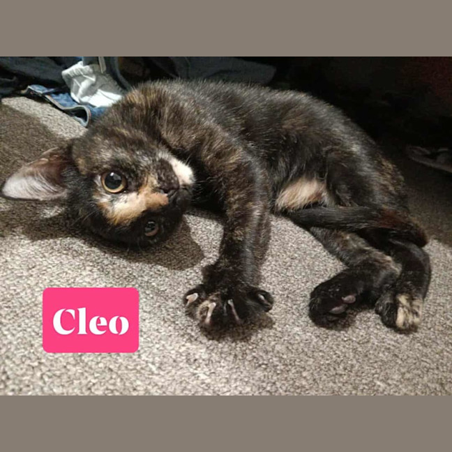 Photo of Cleo
